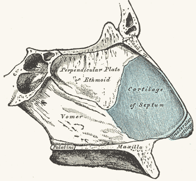 Gray's Anatomy engraving of the nasal septum showing the quadrangular cartilage of the septum in front and the perpendicular plate of the ethmoid and vomer bones behind