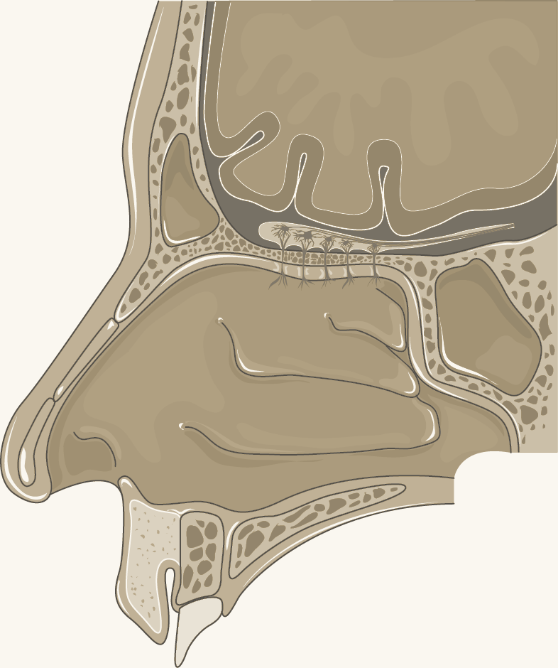 Cross-section of the nasal cavity showing the turbinates on the side wall, the palate below and the skull base above